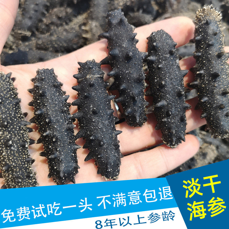 高泡发干货大连海参干货50g礼盒装辽参野生海渗散非即食海参淡干_虎窝淘