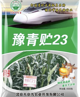 青贮玉米专用饲料饲草青储玉米种大京九豫青贮23高杆玉米棒子