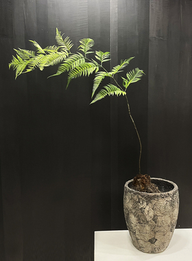 中式侘寂风金丝猴仿真绿植造景