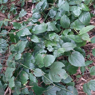 野生炒田螺香料蛤蒌蛤篓假蒌假蒟蒌叶苗新鲜野生食用蔬菜香菜田螺