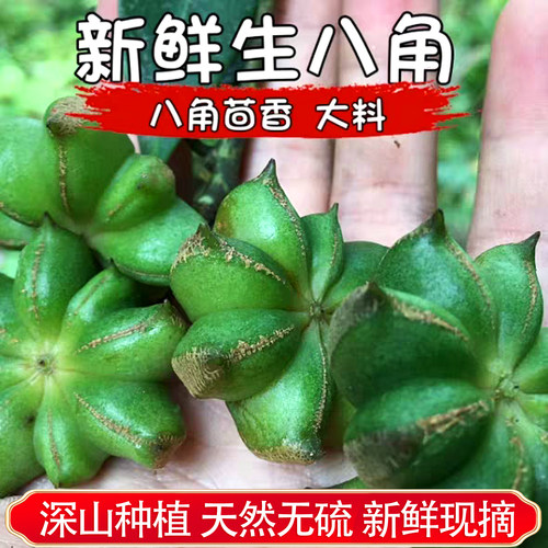 广西浦北新鲜生八角天然无硫茴香