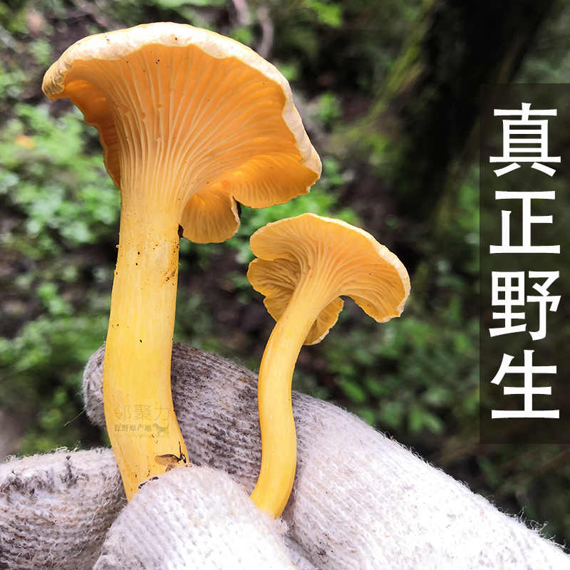 藏区鸡油菌高海拔正宗纯野生新鲜