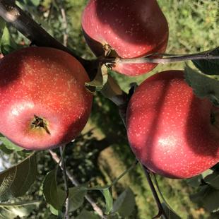 注意硬疤裂缝小碰伤店家自吃昭通野生冰糖心水果新鲜丑苹果瑕疵果