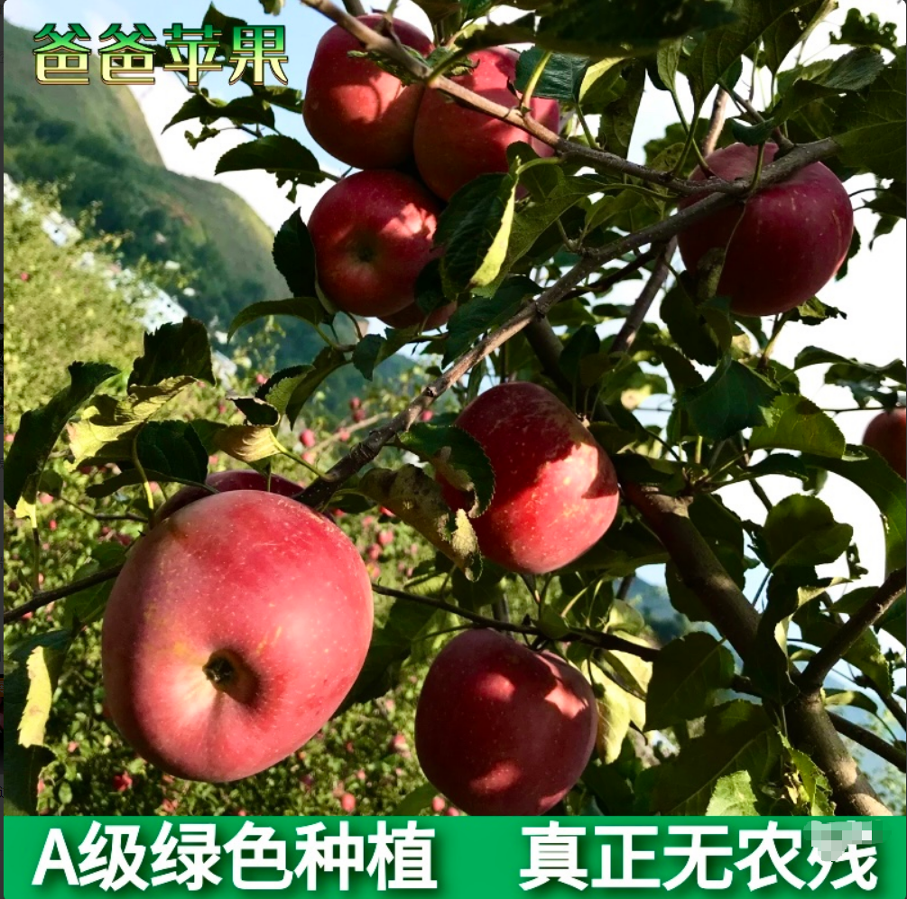 A级健康种植云南昭通高原红丑苹果富士冰糖心自然熟孕妇宝宝水果