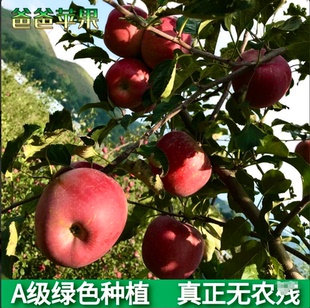 A级健康种植云南昭通高原红丑苹果富士冰糖心自然熟孕妇宝宝水果