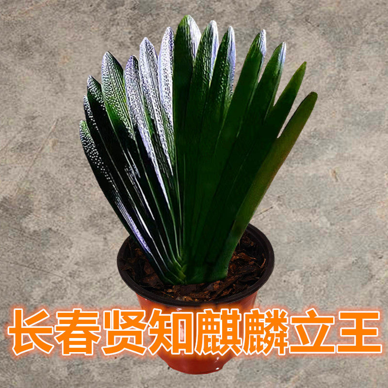 长春新品君子兰珍珠麻脸绿植小苗油匠短叶立板花卉包邮