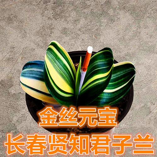 金丝元宝君子兰小巧美观