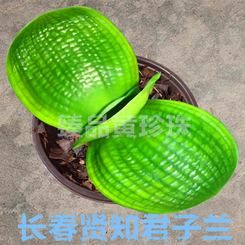 长春贤知君子兰臻品黄珍珠圆头宽叶黄体珍珠王短叶小苗水晶绿植