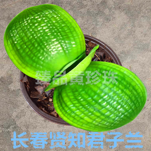 绿植贤知黄体珍珠君子兰