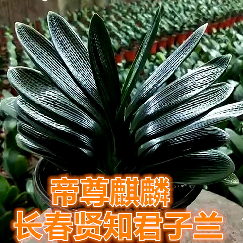 新款立板珍珠麻脸君子兰微型国兰