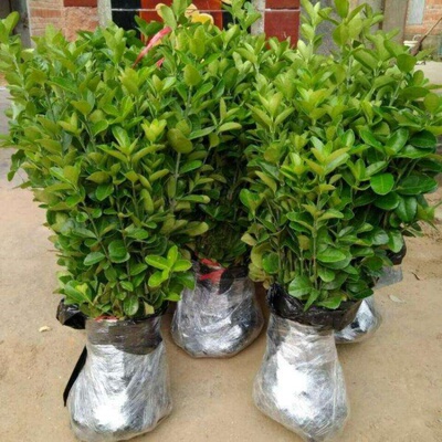 冬青苗庭院盆栽地栽绿化树苗南方北方种植大叶黄杨苗四季常青