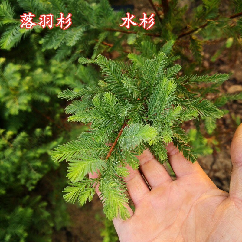 10棵  绿化水杉苗落羽杉金叶水杉小苗庭院道路河边农田中山杉树苗