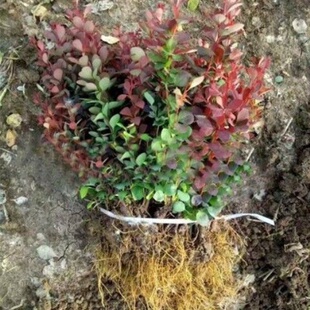 绿化工程苗花坛灌木篱笆树苗红叶小檗苗红叶小波紫叶小檗苗球状