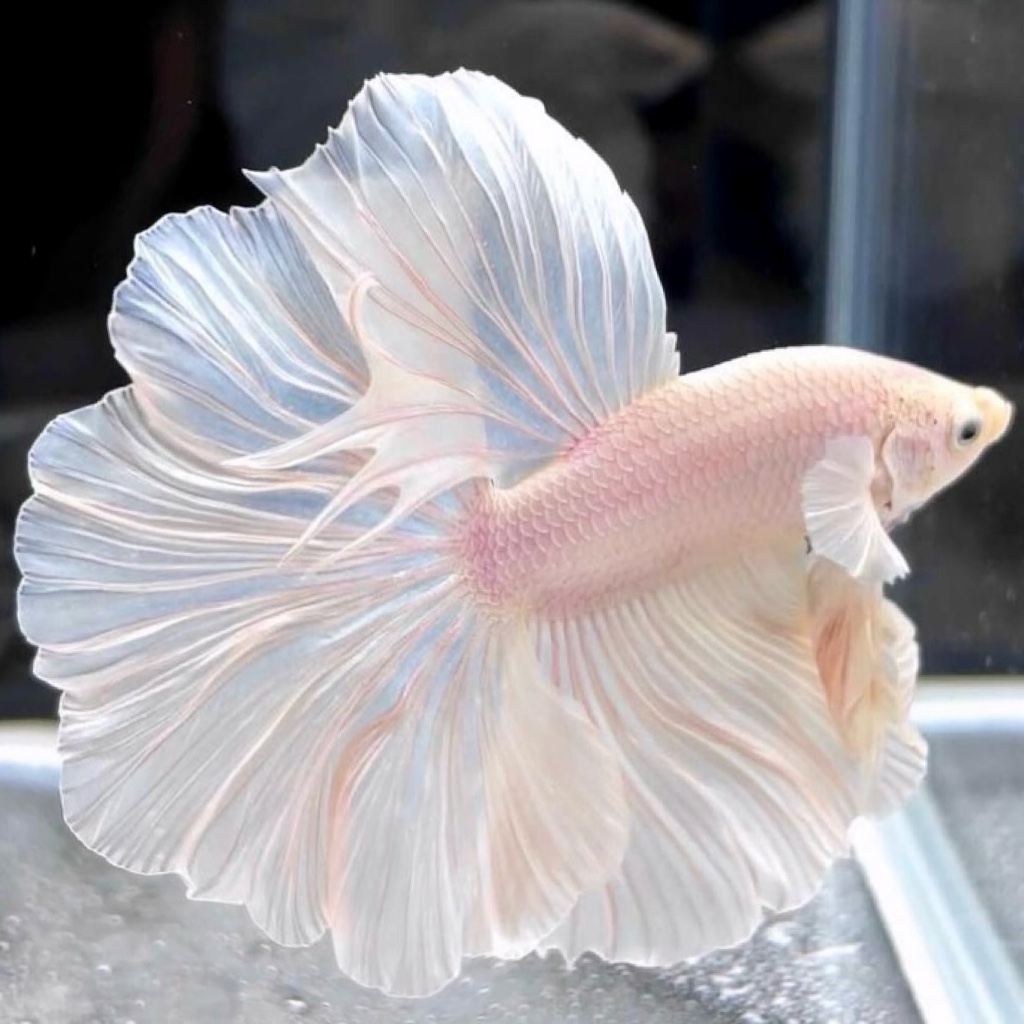 泰国斗鱼鱼半月观赏鱼鱼苗粉白金鱼小型桌面鱼缸淡水宠物公母一对