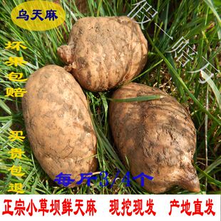 大果买3斤送半斤 昭通彝良小草坝鲜天麻 三至四个头 疼头晕吃天麻