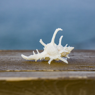 天然海螺贝鹿角千手稀有收藏标本