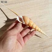 天然海螺贝壳马丁长鼻螺收藏标本螺地中海摆盘橱窗装 饰创意礼品
