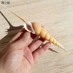 饰创意礼品 地中海家居橱窗装 天然海螺贝壳马丁长鼻螺 收藏标本螺