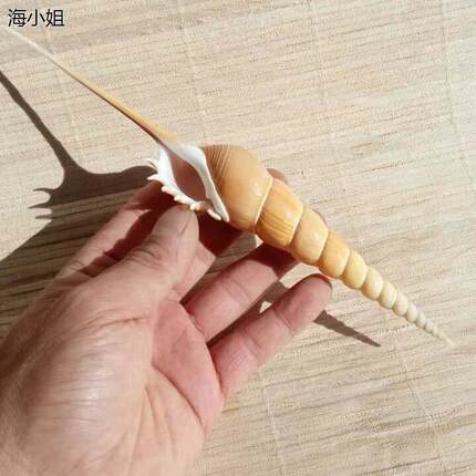 天然海螺贝壳马丁长鼻螺收藏标本螺酒店摆盘地中海装饰创意礼品