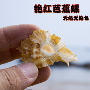 饰品海螺标本 天然红芭蕉螺贝壳手工DIY装