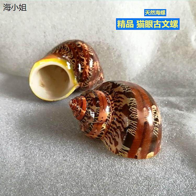 天然海螺 古文猫眼螺 寄居蟹替换备用壳手工diy去皮 三湖卷贝躲避,家居饰品,海螺/贝壳/珊瑚,淘宝优惠券,粉丝福利购,淘宝优惠卷