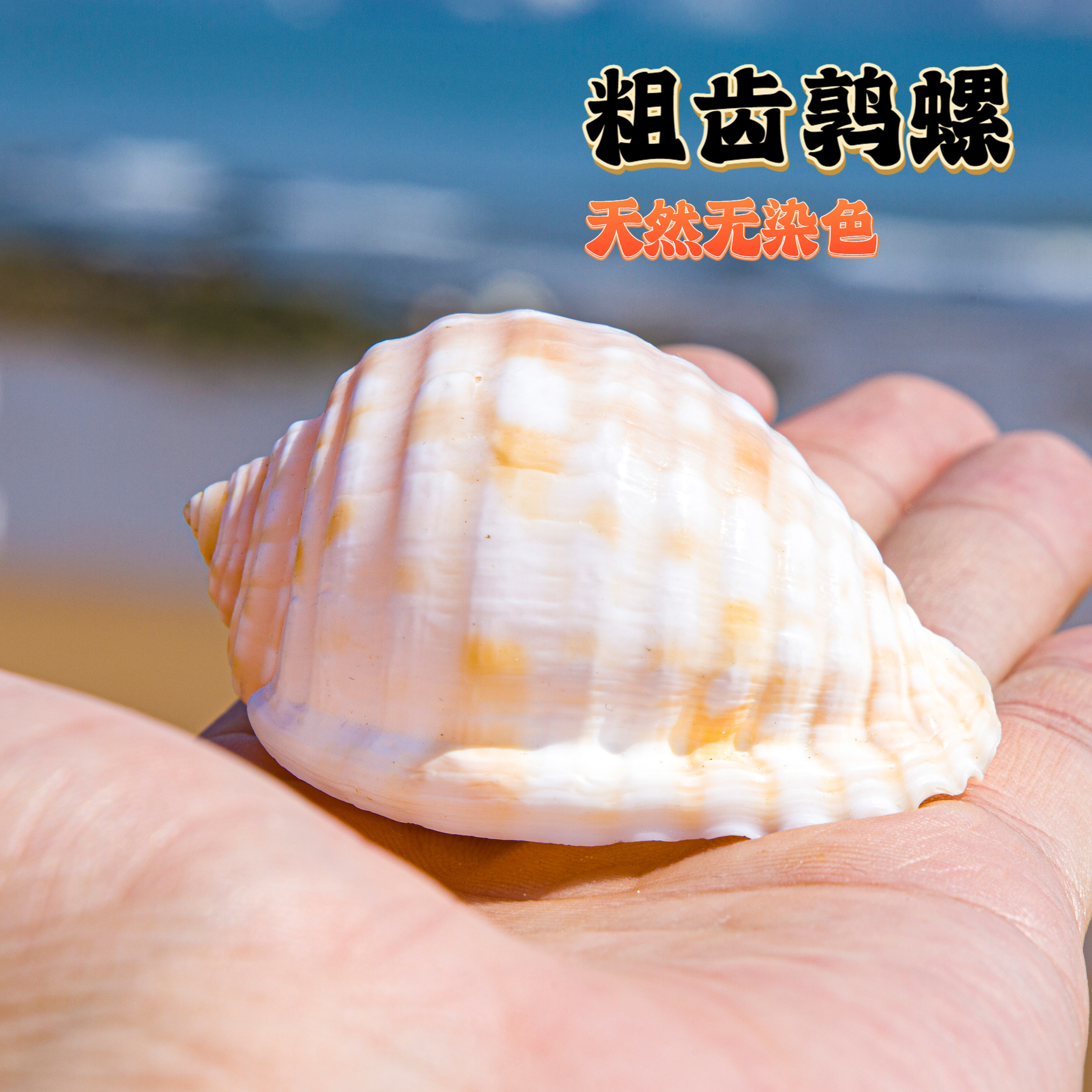 粗齿鹑螺天然贝壳海螺