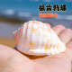 粗齿鹑螺天然贝壳海螺鱼缸水族造景装 饰品摆件家居拍摄道具标本螺