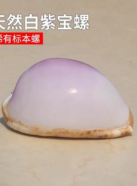 精品稀有贝壳地图宝螺海螺天然收藏级标本螺橱窗设计装饰创意礼物