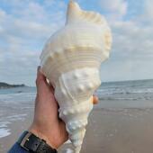 超大海螺贝壳特大白蛙螺白法螺海星鱼缸造景道具饰品可听大海声音