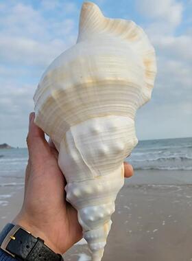 超大海螺贝壳特大白蛙螺白法螺海星鱼缸造景道具饰品可听大海声音