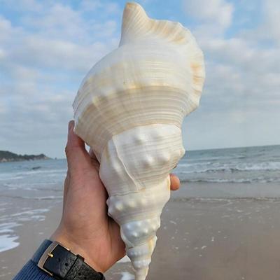 超大海螺贝壳特大白蛙螺白法螺海星鱼缸造景道具饰品可听大海声音