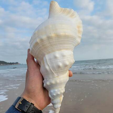 超大海螺贝壳特大白蛙螺白法螺海星鱼缸造景道具饰品可听大海声音