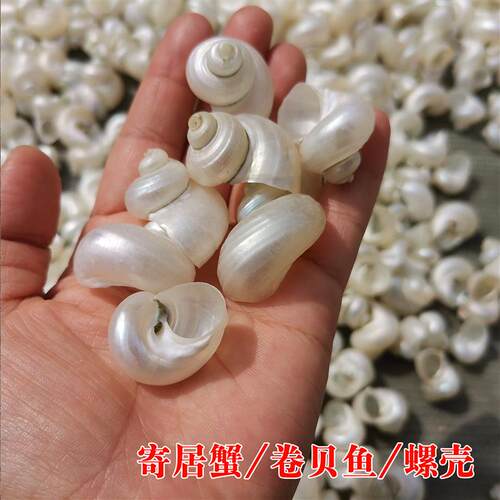 小白螺青螺海螺贝寄居蟹备用替换壳去皮鱼缸天然水族造景DIY包邮