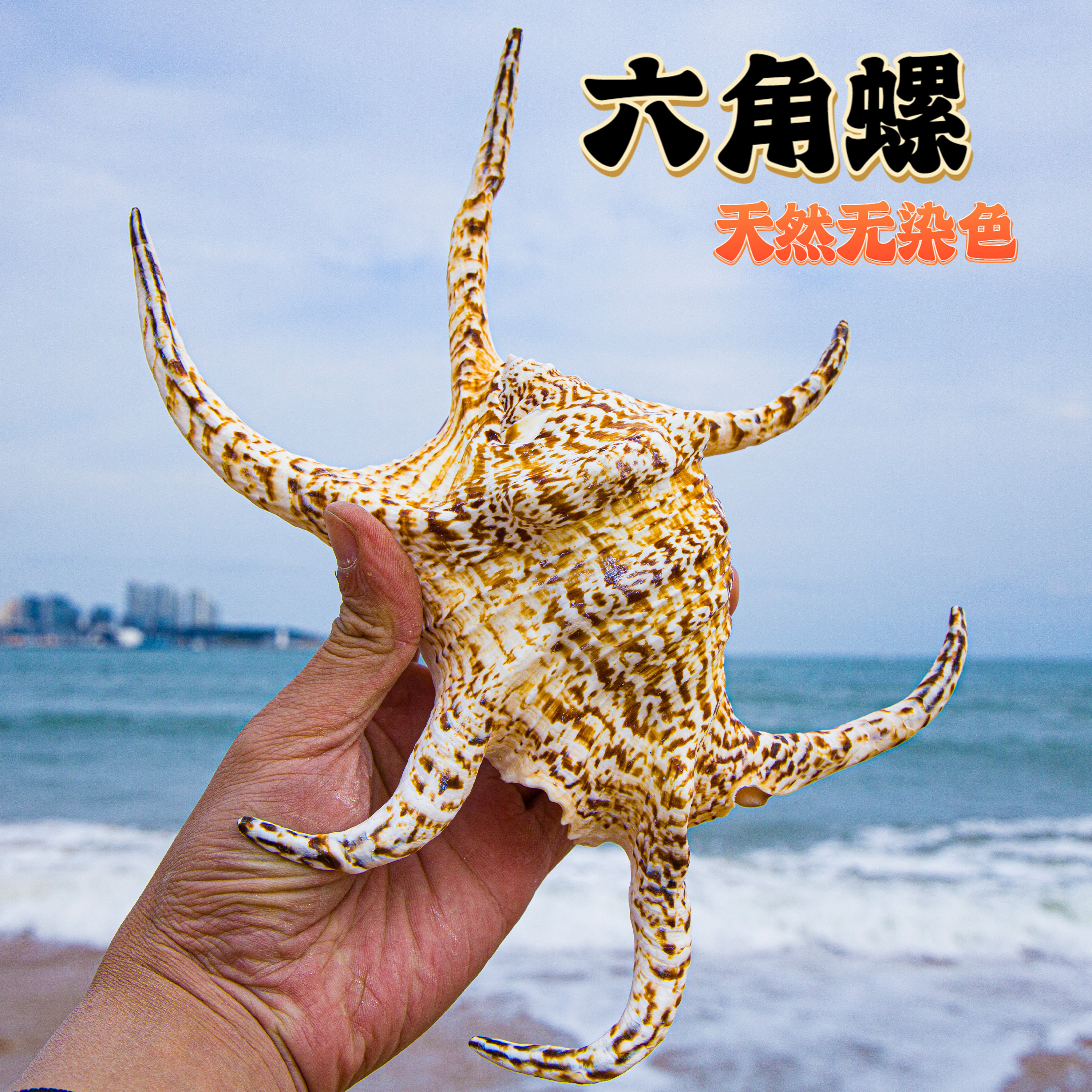 天然超大海螺贝壳六角螺