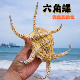 天然超大海螺贝壳六角螺蜘蛛螺水族箱鱼缸造景家居装 饰摆件