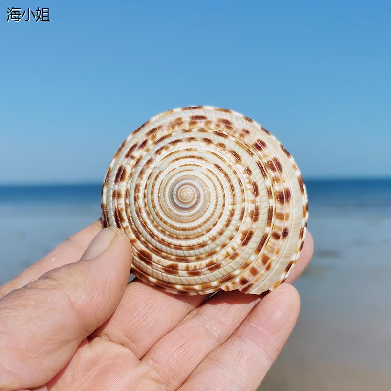 车轮螺草帽螺天然海螺贝