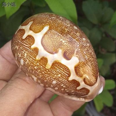 地图宝螺天然稀有海螺贝