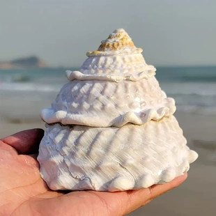 波緣塔螺天然大貝殼海螺海星標本收藏魚缸造景送禮家居擺件
