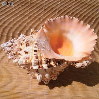 天然特大听海声海螺石号