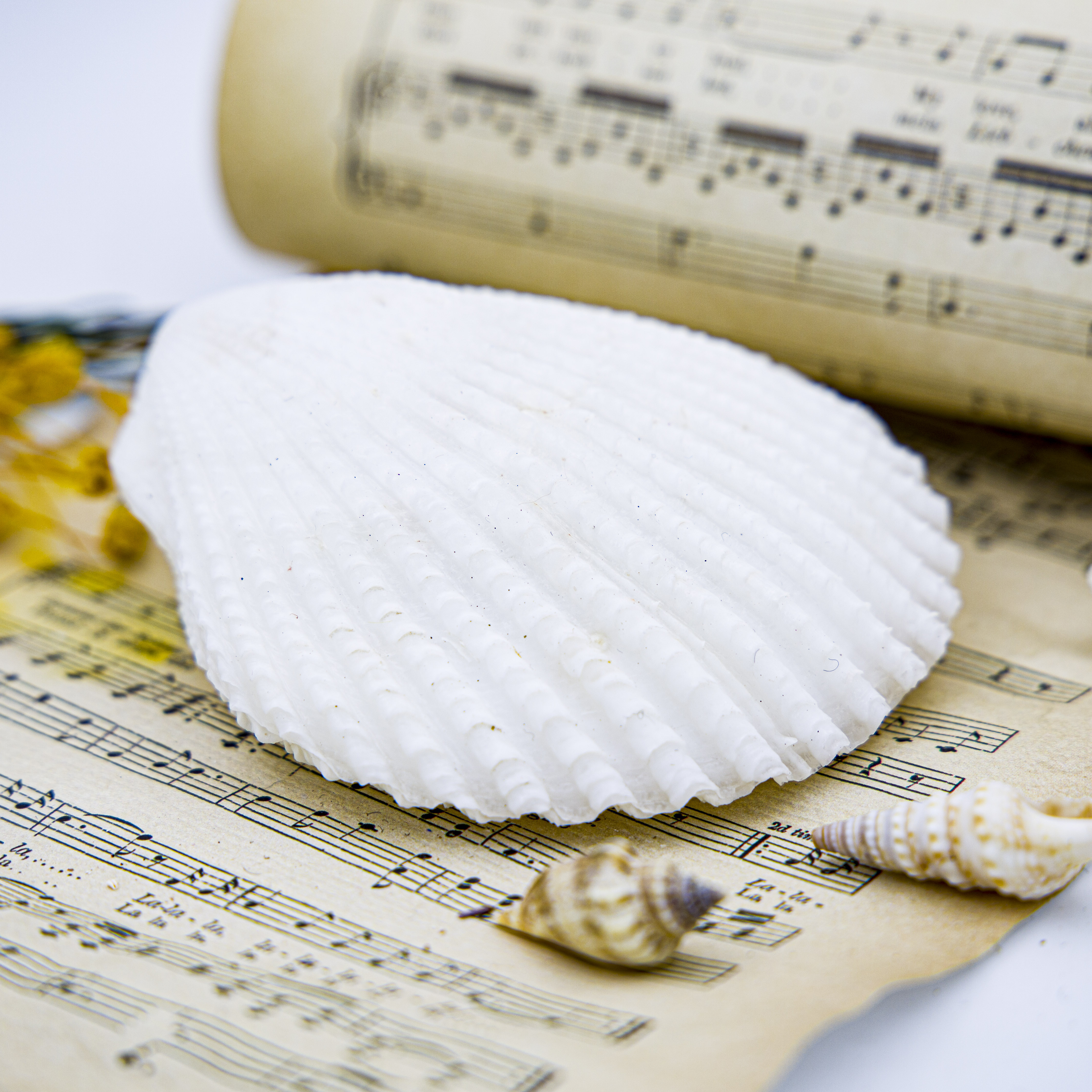 天然海螺貝殼白玉扁口