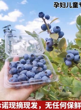脆甜L25花香蓝莓王云南免洗山地阳光蓝莓当季新鲜鲜果现摘辅食