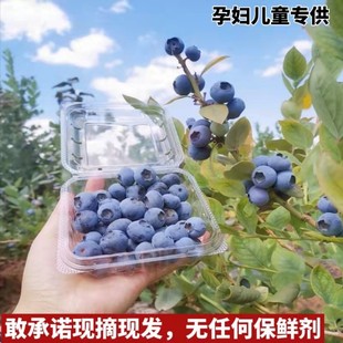 脆甜L25花香蓝莓王云南免洗山地阳光蓝莓当季 新鲜鲜果现摘辅食
