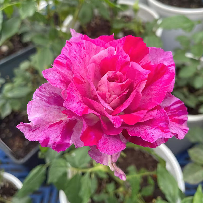 木上拏花 | 天空之弧月季 灌木大花 切花玫瑰 直立勤花 抗病多季