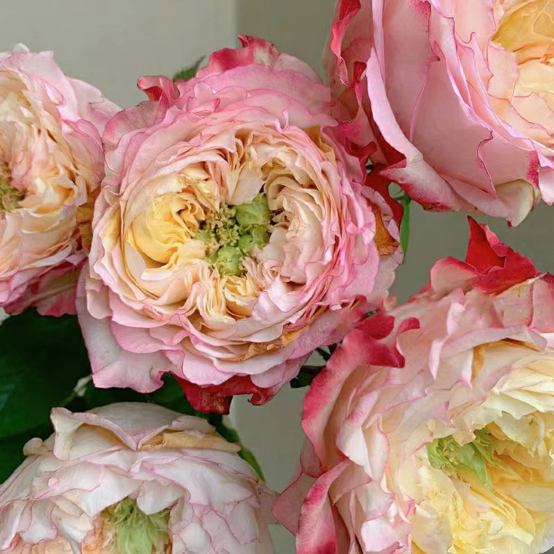 木上拏花 | 乡村雅舍月季 灌木大花 切花玫瑰 耐开直立 花期长