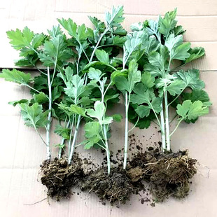 艾草根苗蕲艾苗艾根种苗种根盆栽种艾现挖大艾叶种子种植包活