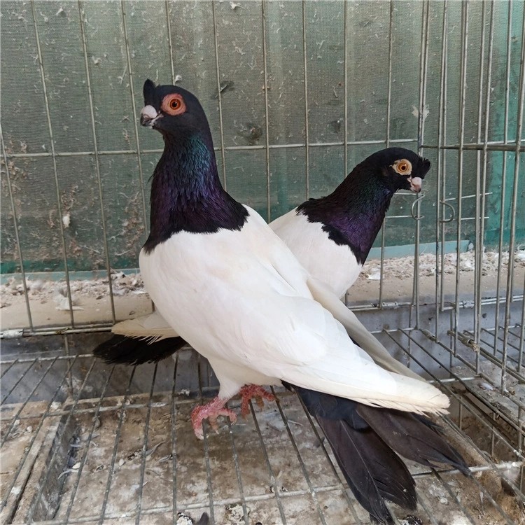精品两头乌鸽子活体成年种鸽两头红观赏鸽青年幼鸽两头黑活物一对