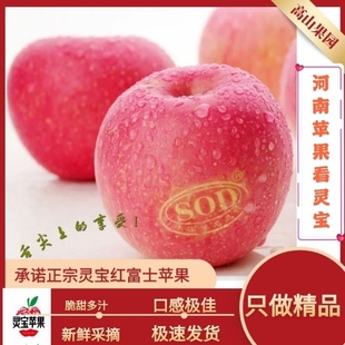 包邮河南省灵宝苹果寺河山直发高档礼盒90果2025年新果现摘现发