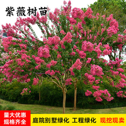 百日红树苗红火箭紫薇花庭院小区绿化工程用苗耐寒耐旱四季可种植