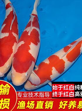 纯种锦鲤活体好养冷水淡水观赏