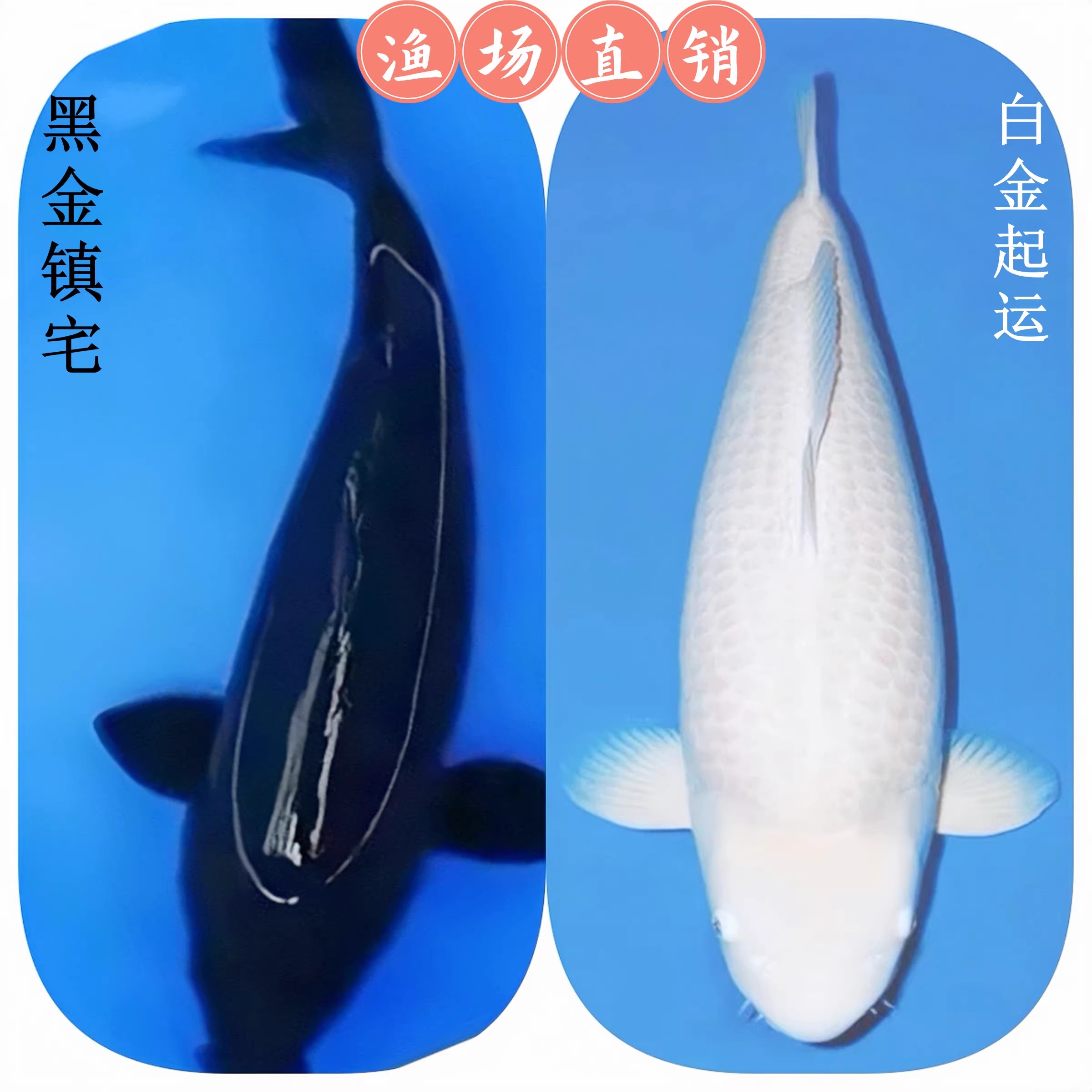 纯和日本纯种锦鲤活体好养包邮图片